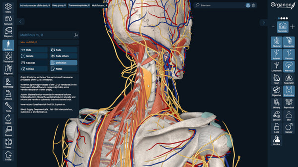 3D Organon