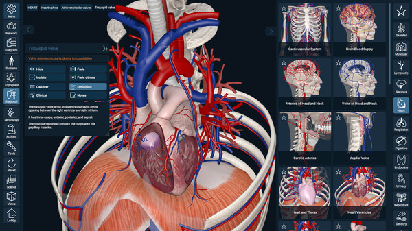 3D Organon