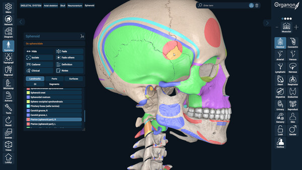 3D Organon