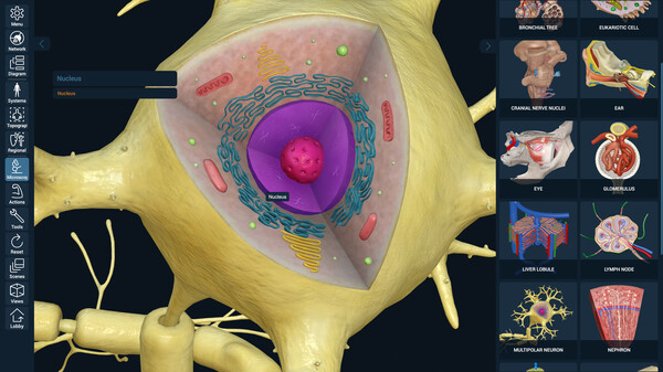3D Organon