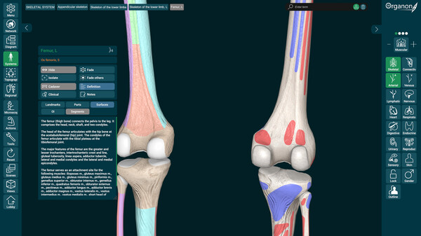 3D Organon