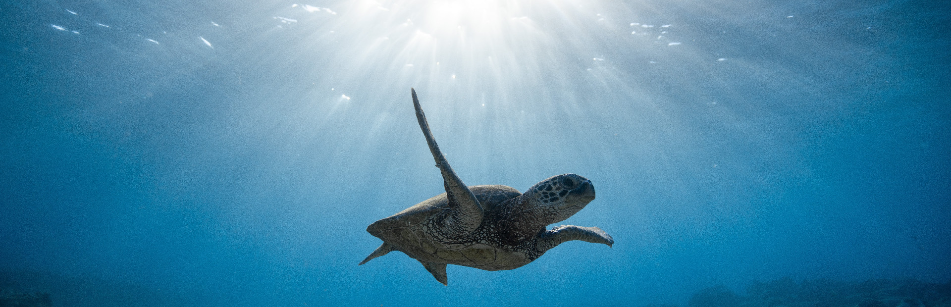 Bepuzzled Jigsaw Puzzle: Aquatic