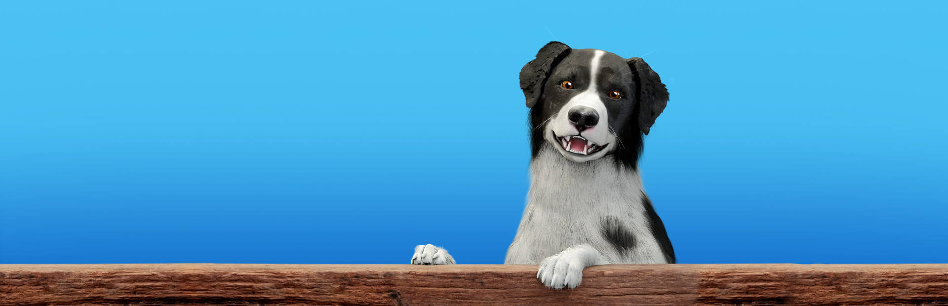 Dog Trainer