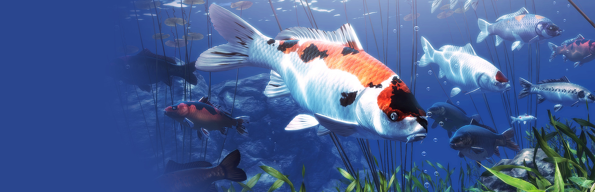 My Koi