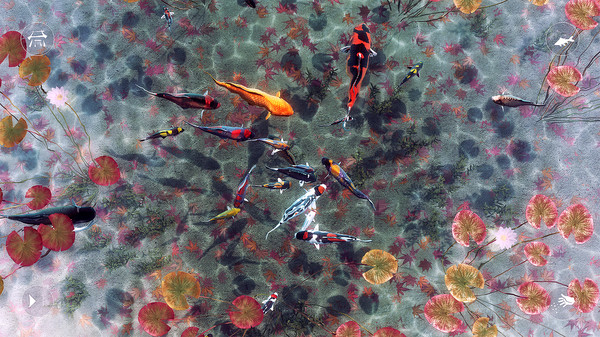 My Koi-游戏截图