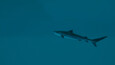 Screenshot #7