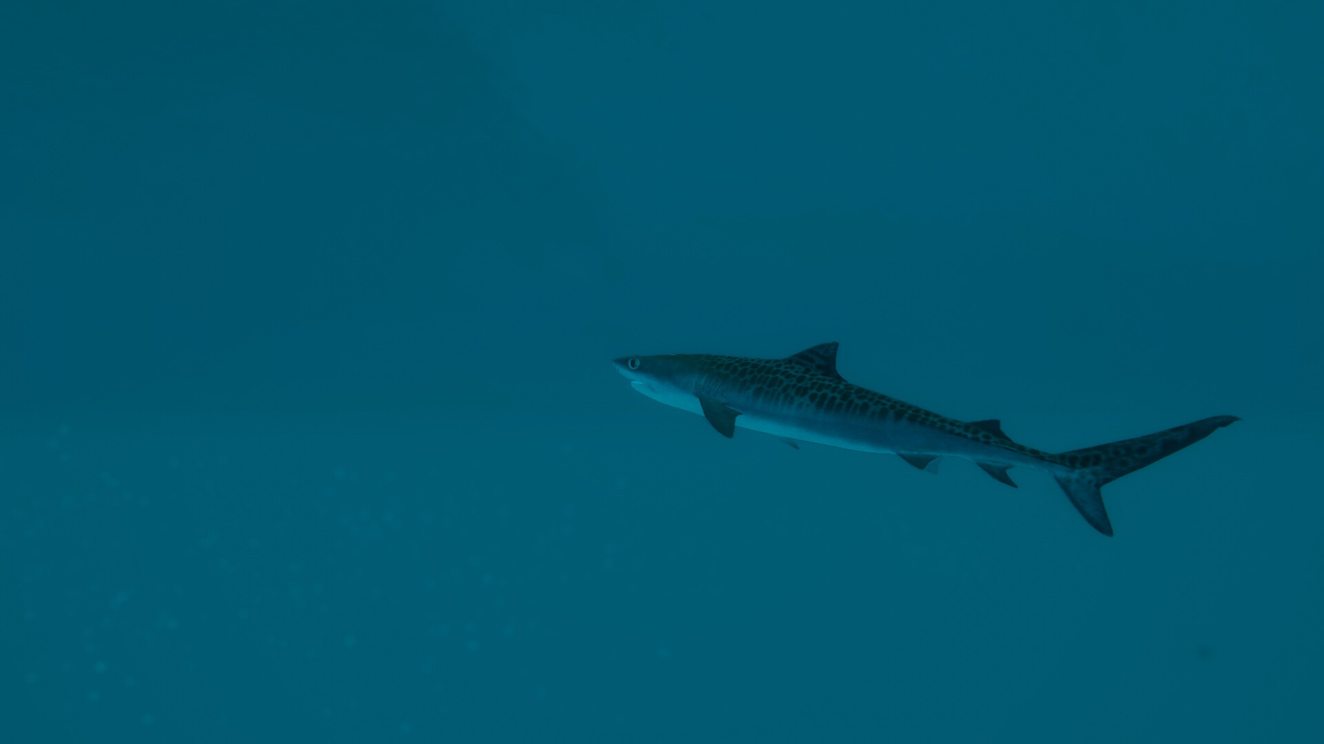 Ultimate Fishing Simulator 2 screenshot 7