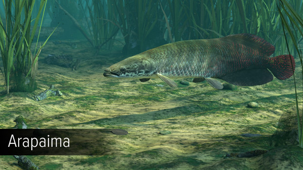 Ultimate Fishing Simulator VR - Amazon River DLC