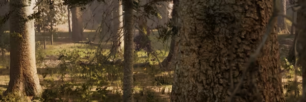 Morels: The Hunt video 11