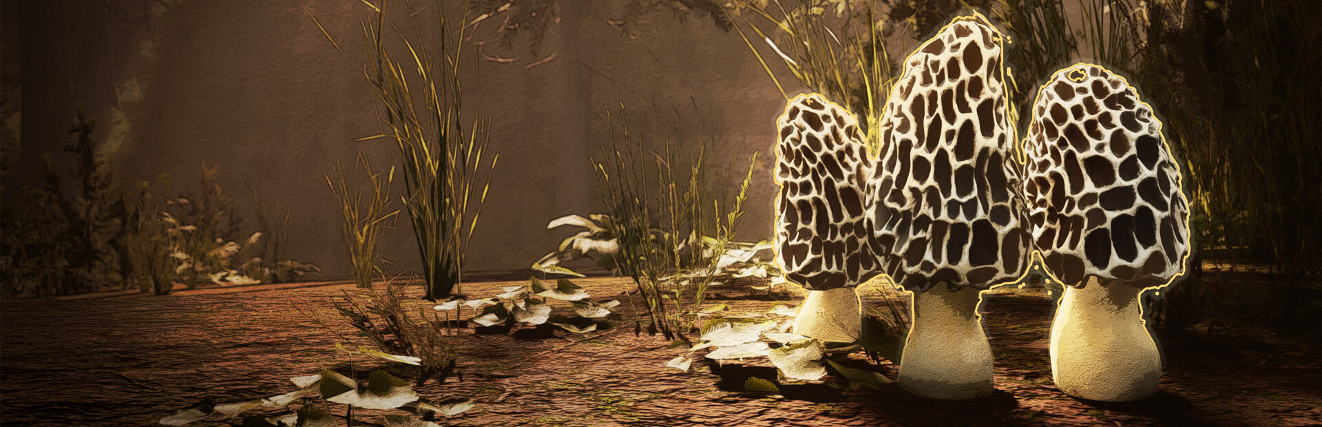 Morels: The Hunt