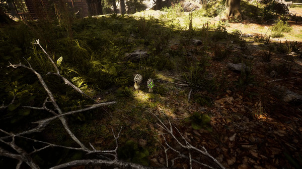 Screenshot z Morels: The Hunt