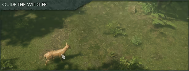 Natural Instincts: European Forest video 2