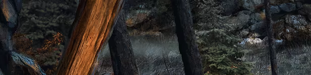 The Wild Case video 2