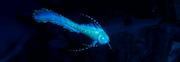 Biolum video 3