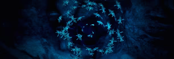 Biolum video 4