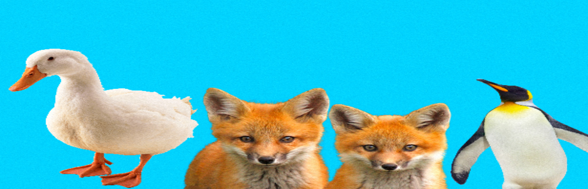 Photo Quiz - Animals