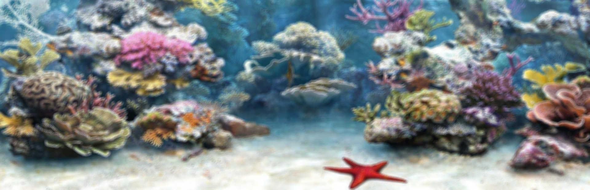 Aquarium Life