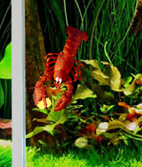 Screenshot z Aquarium Life