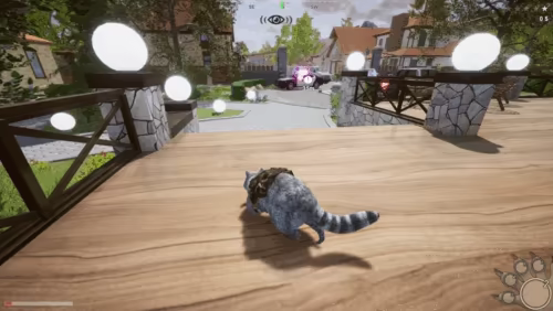 Wanted Raccoon video 1