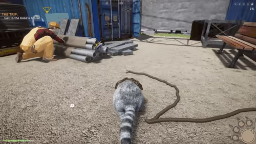 Wanted Raccoon video 5