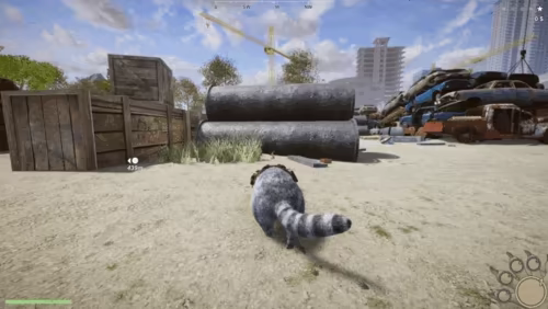 Wanted Raccoon video 4