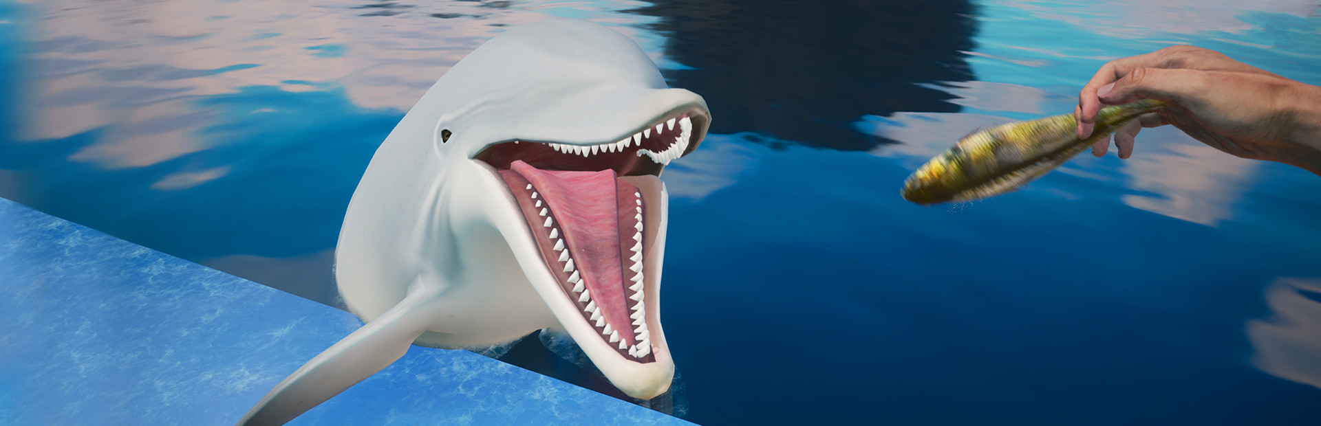 Dolphin Trainer VR