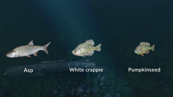 Ultimate Fishing Simulator VR - New Fish Species