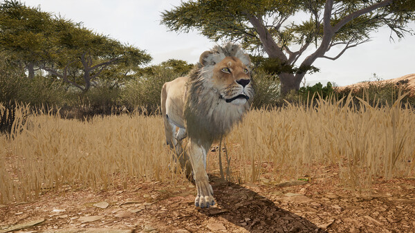 Screenshot z Animalia Survival Screenshot z Animalia Survival