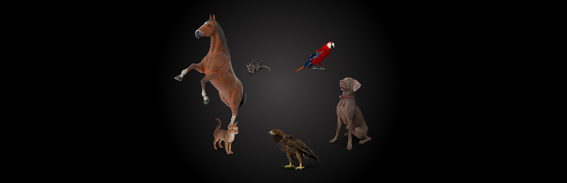 Animal Trainer