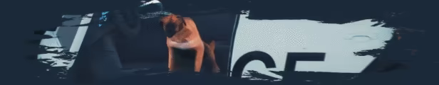 THIEF DOG video 3