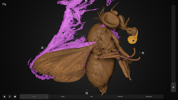 Inside Explorer: Insects in Amber screenshot 3