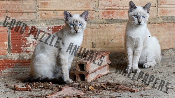 Good puzzle: Animals - Wallpapers.