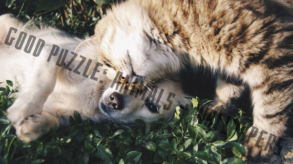 Good puzzle: Animals - Wallpapers.