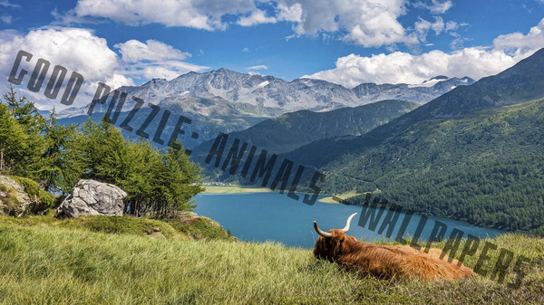 Good puzzle: Animals - Wallpapers.