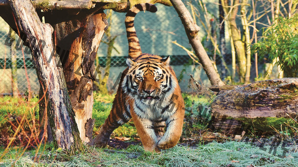 Good puzzle: Animals - Wallpapers.