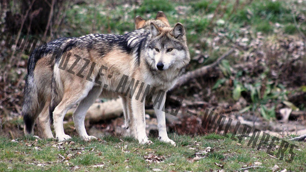 Good puzzle: Animals - Wallpapers.