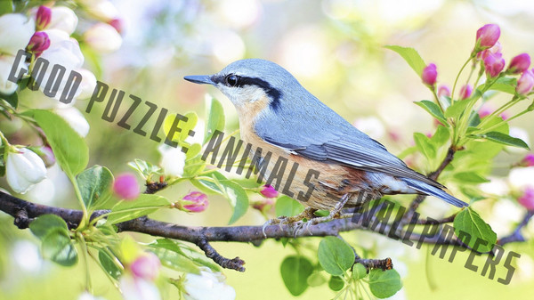 Good puzzle: Animals - Wallpapers.