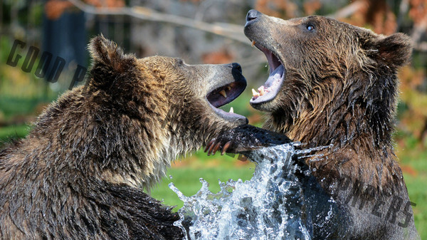 Good puzzle: Animals - Wallpapers.