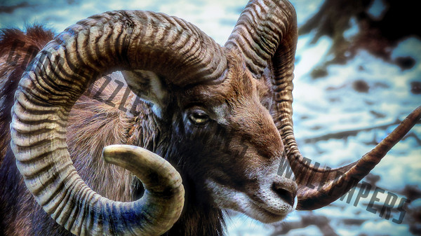 Good puzzle: Animals - Wallpapers.