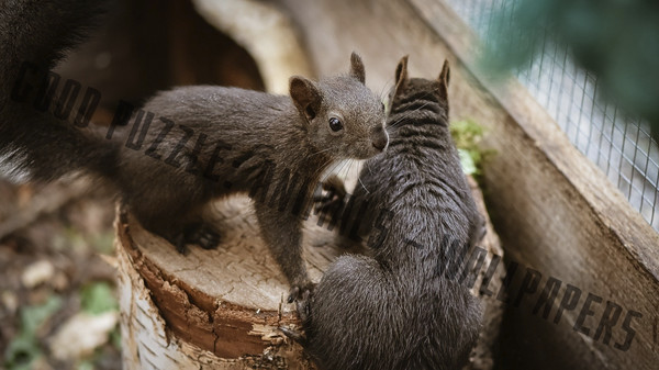 Good puzzle: Animals - Wallpapers.