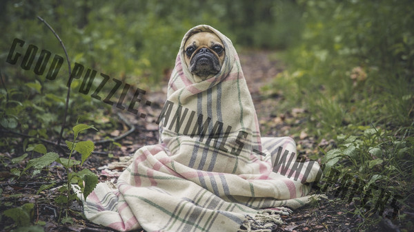 Good puzzle: Animals - Wallpapers.