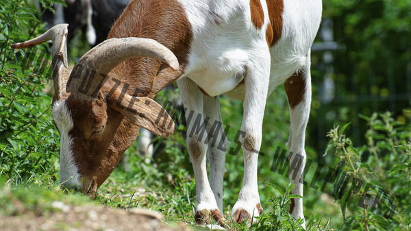 Good puzzle: Animals - Wallpapers.