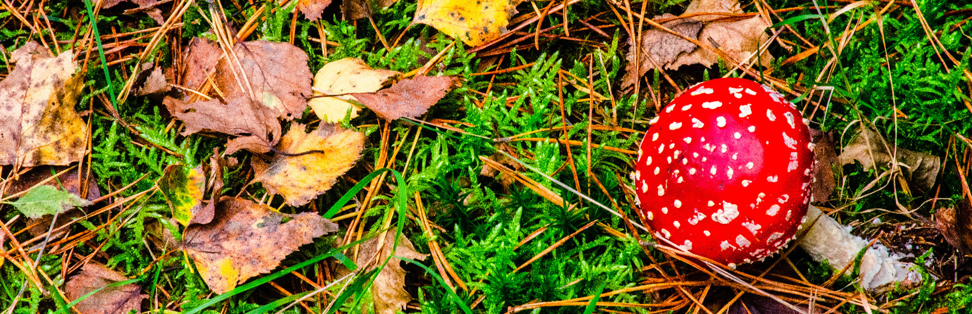 Gnome Jigsaw Puzzles