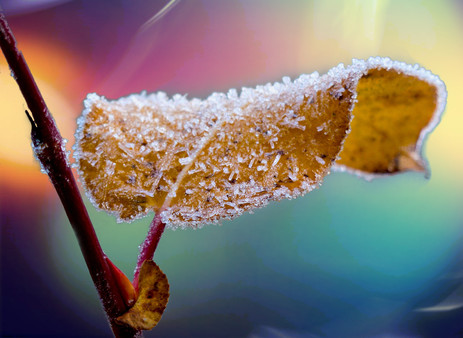 Master of Pieces © Jigsaw Puzzle Winter Tale DLC