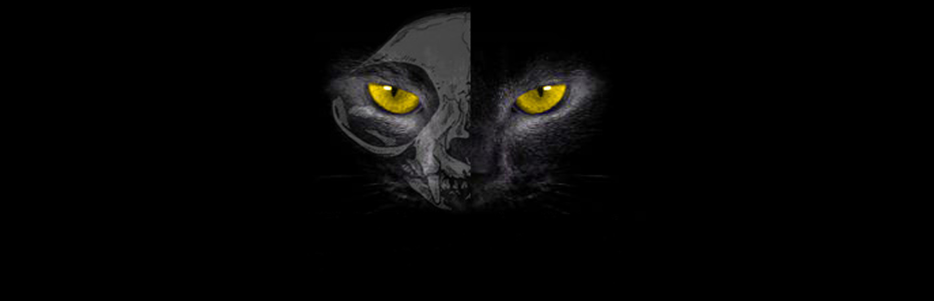 Black Cat