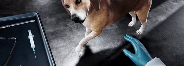 Veterinary Clinic Simulator video 2