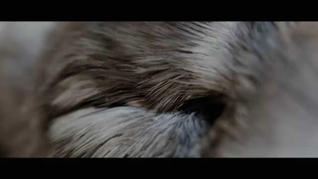 The Wolf video 1
