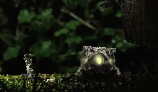 Seedlings video 1