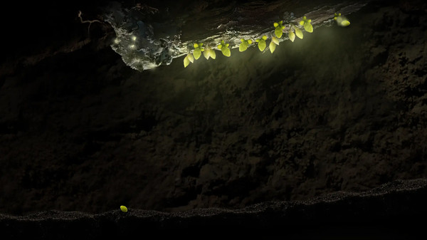 Seedlings Screenshot