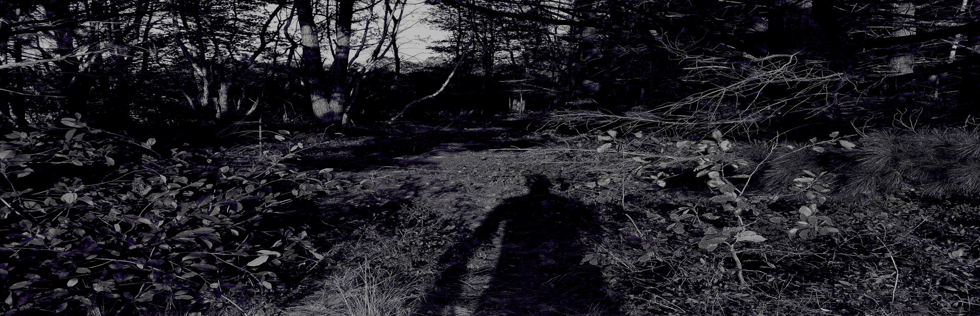 Woods of Death 2
